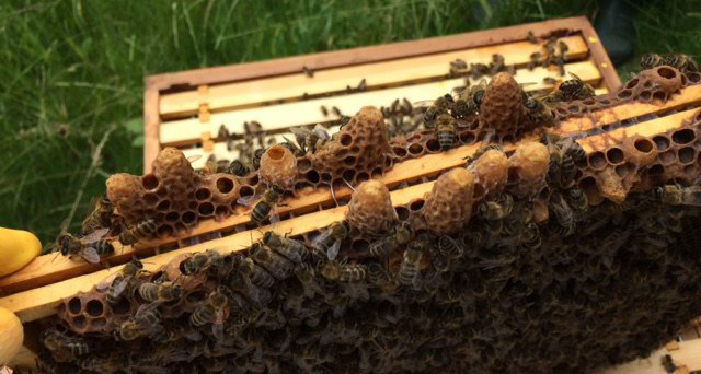 multiple queen cells on base of frame