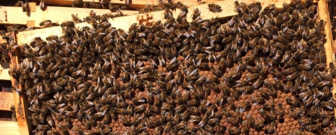 frame of bees.jpg